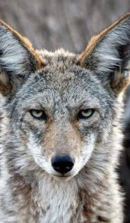 Coyote-300x219.jpg