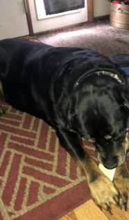 Jenny-252x300.jpg